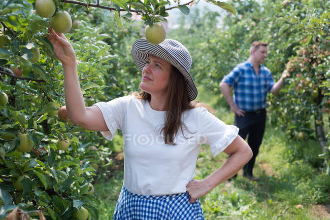 Женщина и мужчина изучают фрукты на ферме — стоковое фото