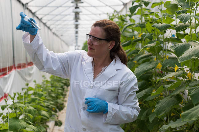 Female scientist looking at specimen in greenhouse — Stock Photo