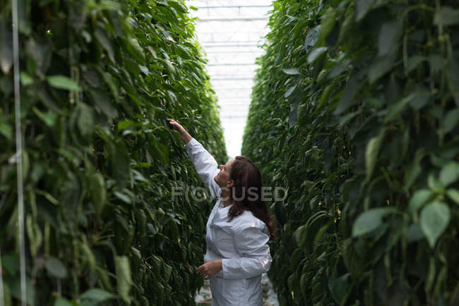 Female scientist looking up at plants in greenhouse — Stock Photo