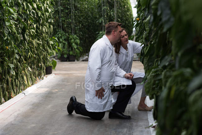 Two scientists examining plants in agricultural greenhouse interior — Stock Photo