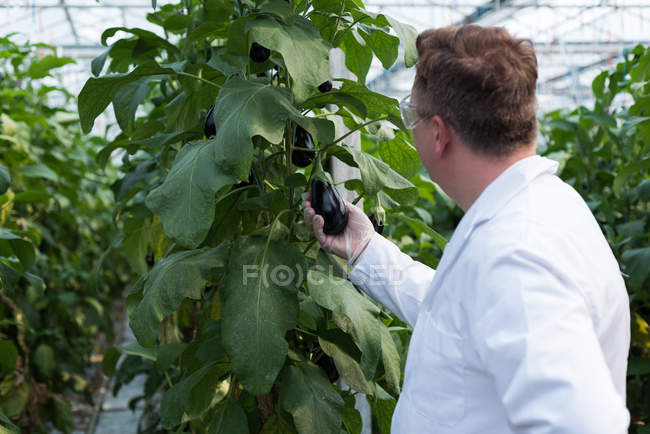 Rear view of scientist examining aubergines in greenhouse — Stock Photo