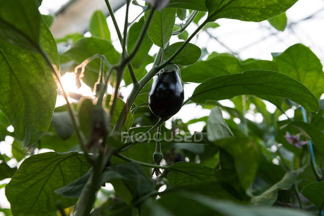 Close-up of aubergine hanging on plants in greenhouse — Stock Photo
