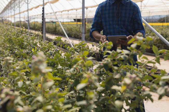 Mid section of man using digital tablet in blueberry farm — Stock Photo