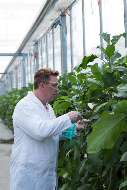 Konzentrierter Wissenschaftler gießt Pflanzen im Gewächshaus — Stockfoto