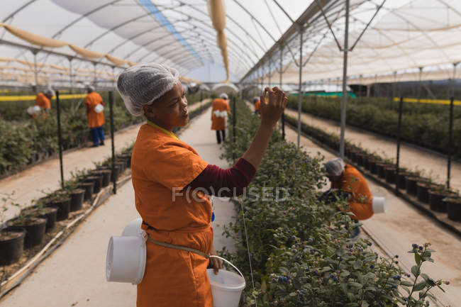 Side view of worker examining blueberries in blueberry farm — Stock Photo