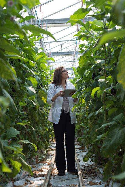Female scientist with digital tablet looking at plants in greenhouse — Stock Photo