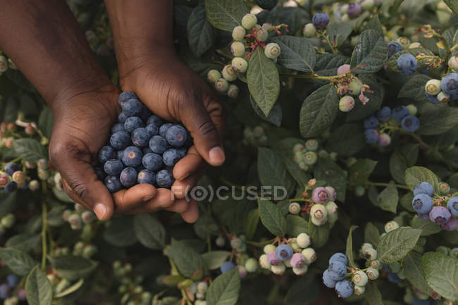 Gros plan du travailleur exploitant des bleuets dans une ferme de bleuets — Photo de stock