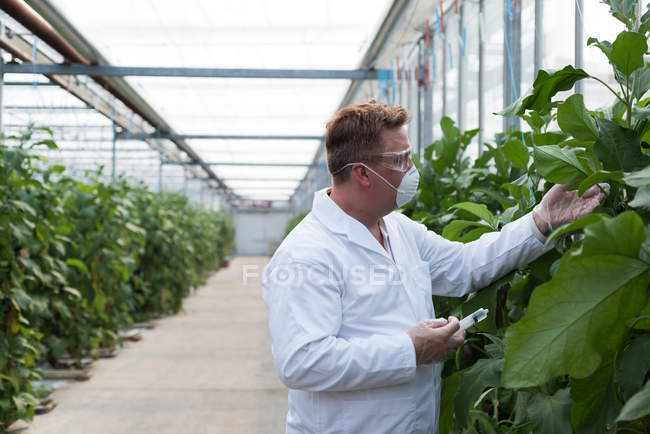 Vista lateral do cientista com seringa examinando plantas em estufa — Fotografia de Stock