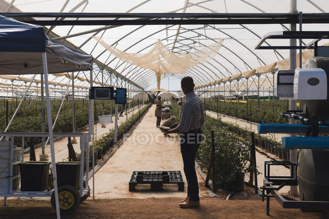 Side view of man using digital tablet in blueberry farm — Stock Photo