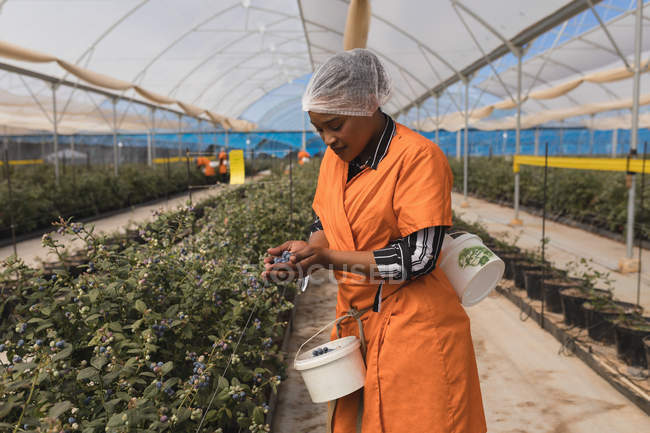 Worker holding blueberries in modern blueberry farm — Stock Photo