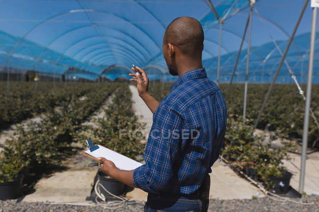 Vista lateral do homem contando plantas na fazenda de mirtilos — Fotografia de Stock
