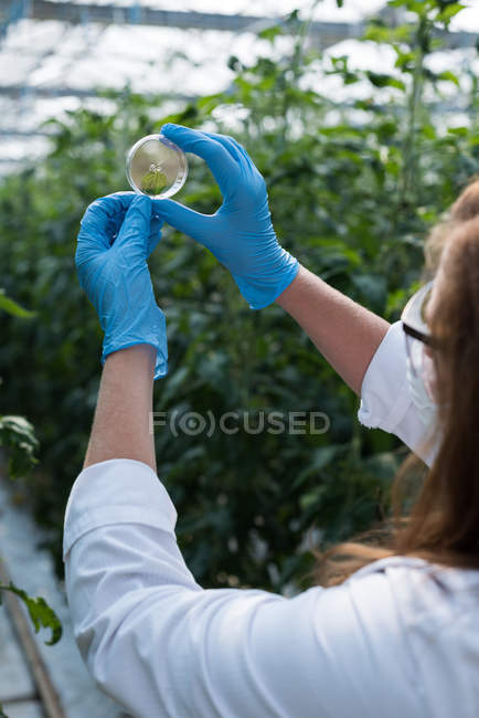 Close-up of scientist watching leaf specimen in the greenhouse — Stock Photo