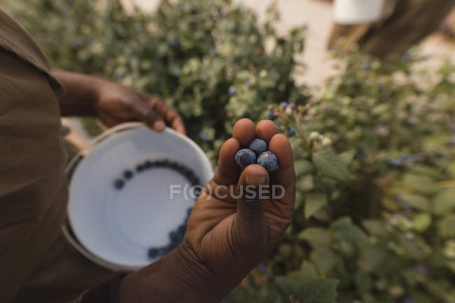 Close-up do trabalhador segurando mirtilos na mão na fazenda de mirtilos — Fotografia de Stock