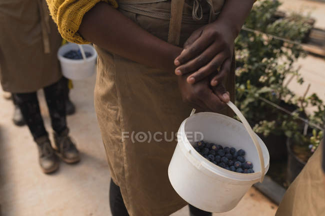 Mid section of worker holding blueberries basket in blueberry farm — Stock Photo