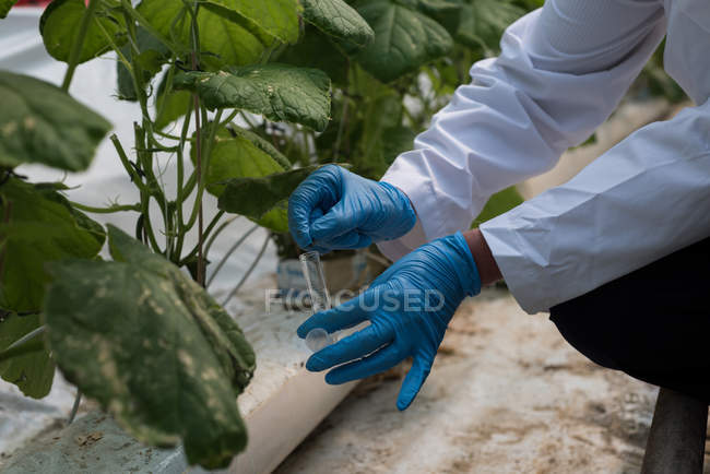 Close-up of scientist collecting specimen in greenhouse — Stock Photo