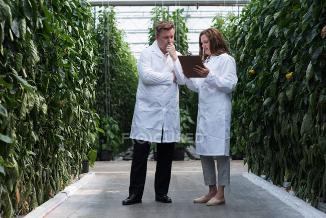 Dos científicos mirando el portapapeles en el interior del invernadero - foto de stock