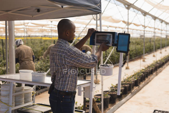 Man using weighing machine in blueberry farm — Stock Photo