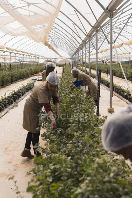 Female workers working in blueberry farm — Stock Photo