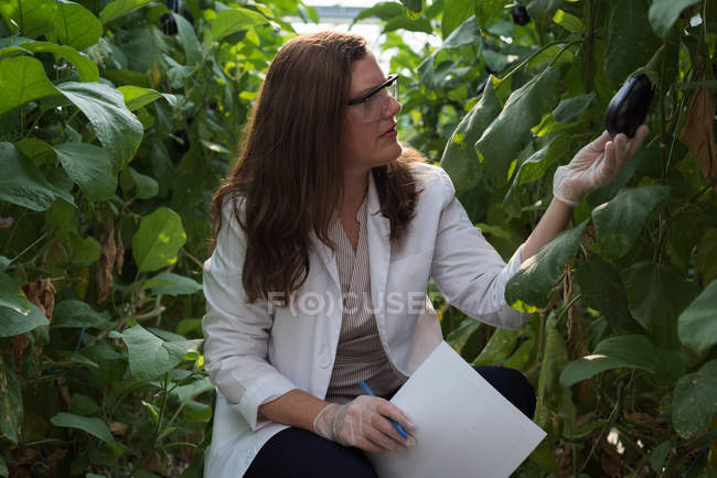 Wissenschaftlerin untersucht Auberginen im Gewächshaus — Stockfoto
