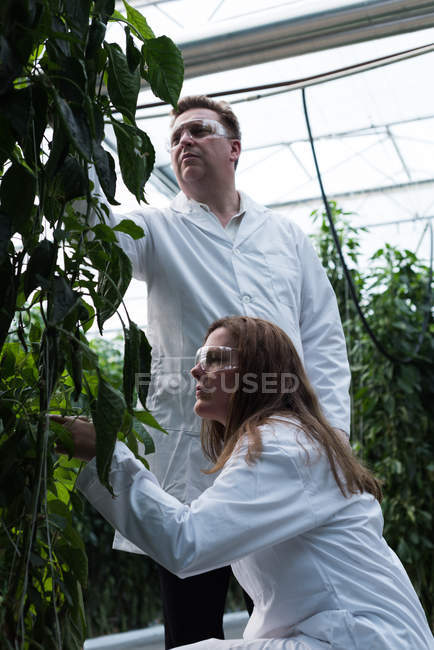 Dos científicos examinan plantas en invernadero agrícola - foto de stock