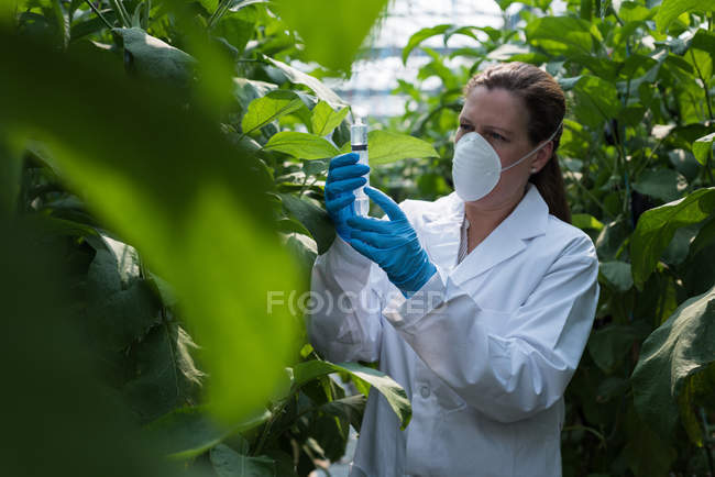 Scienziata donna che tiene la siringa in serra — Foto stock