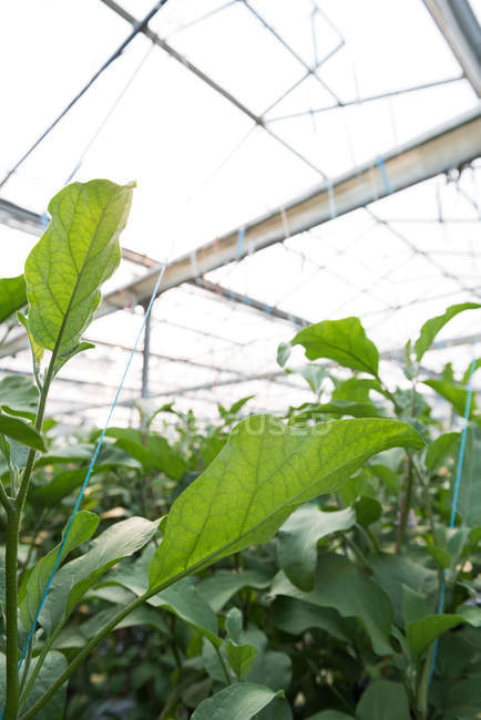 Close-up of green plantation in greenhouse interior — Stock Photo