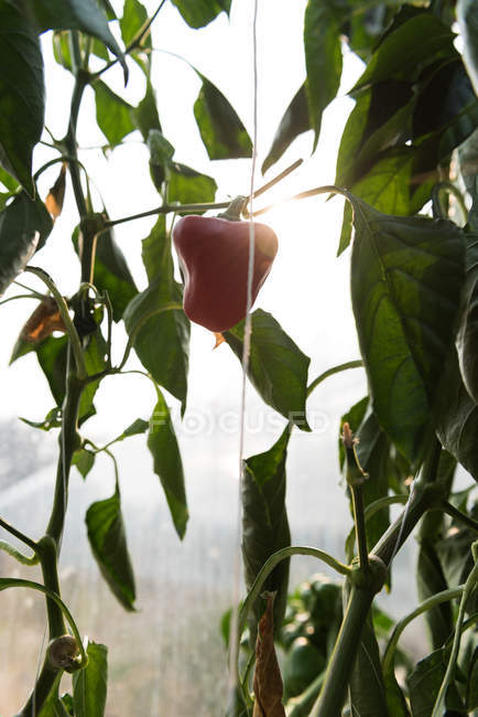 Nahaufnahme von rotem Paprika, der an einer Pflanze im Gewächshaus hängt — Stockfoto