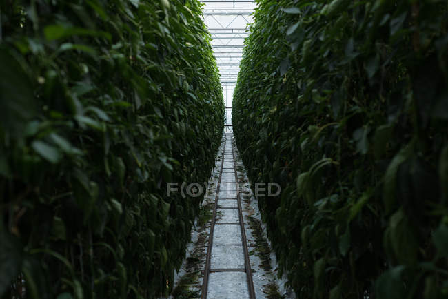Caminho estreito passando pela plantação verde em estufa — Fotografia de Stock