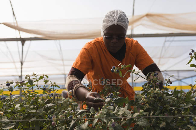 Worker examining blueberries in modern blueberry farm — Stock Photo