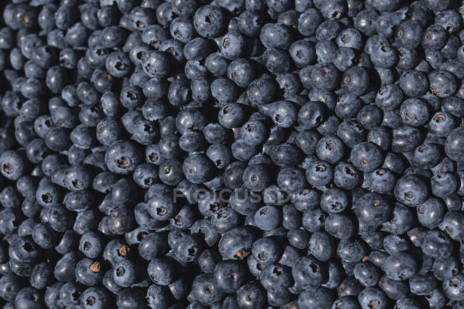 Full frame of fresh and ripe blueberries — Stock Photo