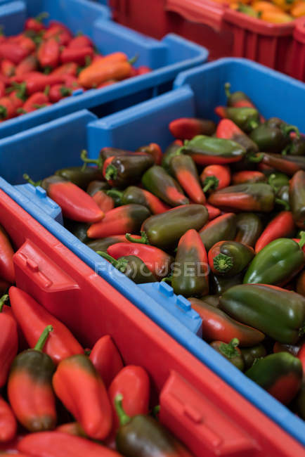 Nahaufnahme von Kisten mit roten Chilischoten in Kisten — Stockfoto