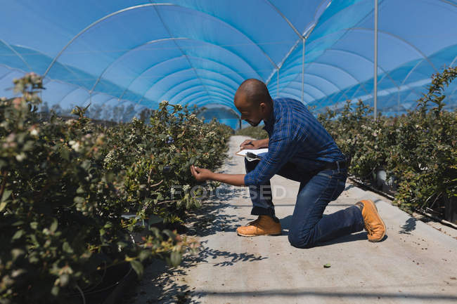 Vue latérale de l'homme examinant les bleuets dans la ferme de bleuets — Photo de stock