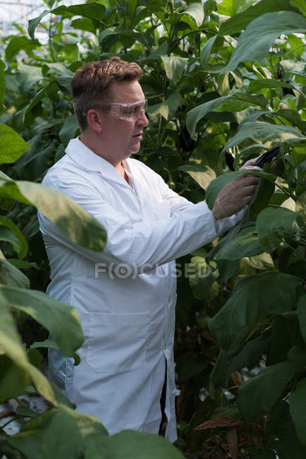 Scienziato concentrato che esamina le melanzane in serra — Foto stock
