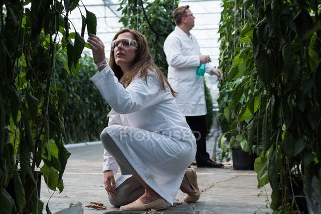 Два учёных изучают сельскохозяйственные растения в теплице — стоковое фото