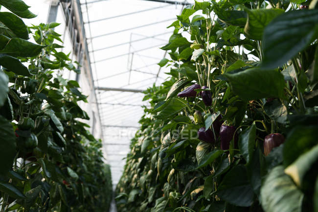 Gros plan sur les aubergines accrochées aux plantes en serre — Photo de stock