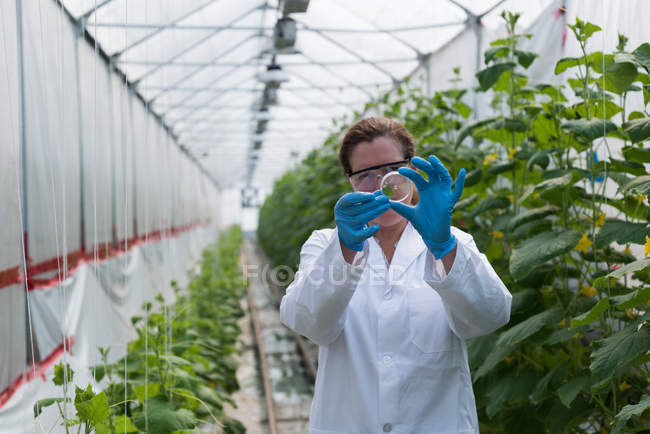 Female scientist holding specimen in green house — Stock Photo