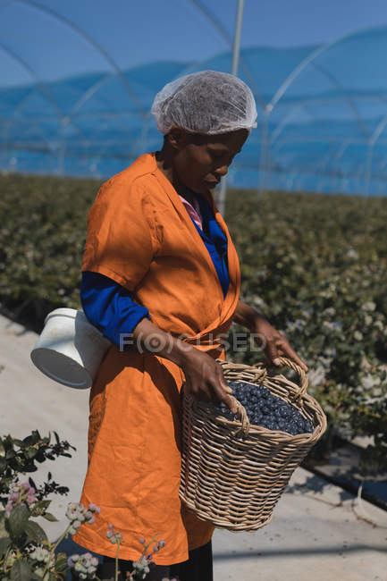 Ouvrier tenant des bleuets dans un panier à la ferme de bleuets — Photo de stock