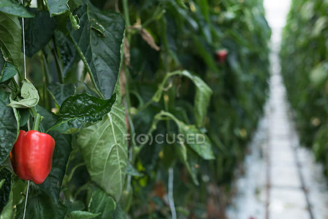 Primer plano de pimiento rojo maduro colgando de las plantas en invernadero - foto de stock