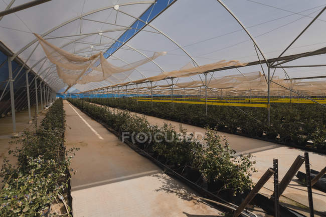 Interior view of modern blueberry farm — Stock Photo