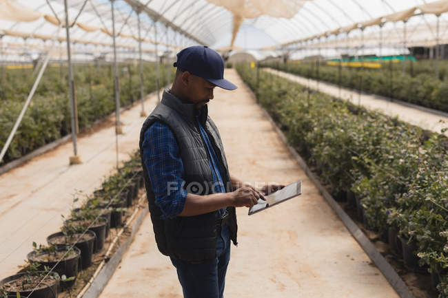 Side view of man using digital tablet in blueberry farm — Stock Photo