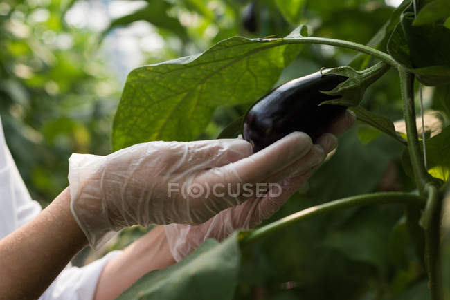 Close-up de cientista examinando beringela em estufa — Fotografia de Stock