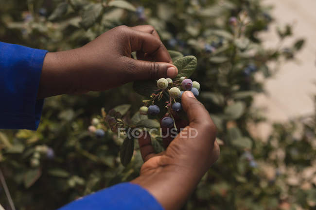 Close-up de trabalhador colhendo mirtilos na fazenda de mirtilos — Fotografia de Stock