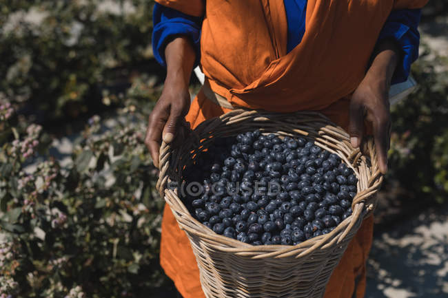 Partie médiane du travailleur tenant des bleuets dans le panier — Photo de stock