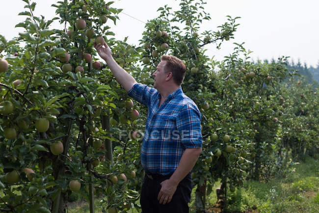 Técnico verificando frutas en plantas en invernadero - foto de stock