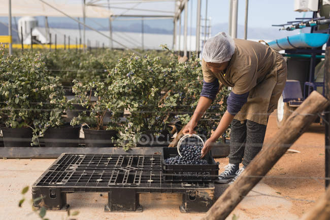 Worker taking blueberries from crate in blueberry farm — Stock Photo