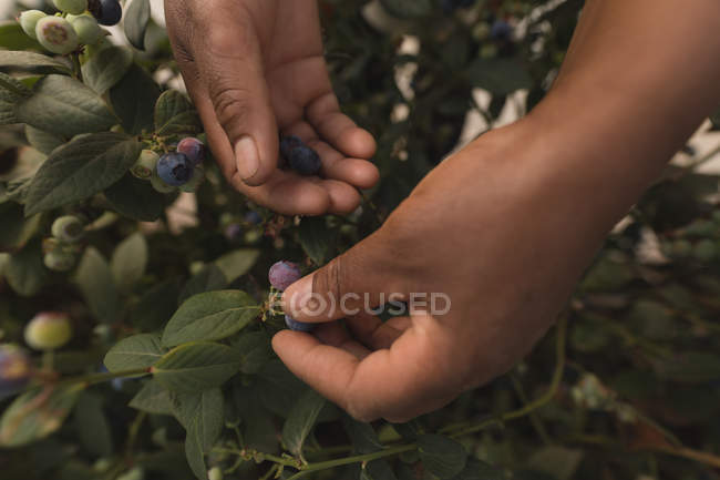 Close-up de trabalhador colhendo mirtilos na fazenda de mirtilos — Fotografia de Stock