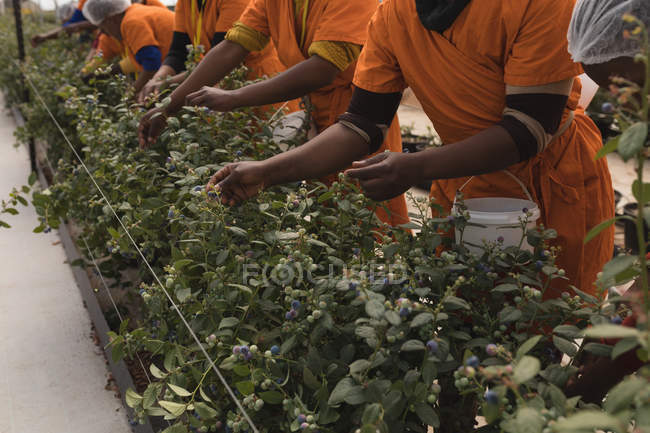 Media sezione di lavoratori che raccolgono mirtilli nella fattoria dei mirtilli — Foto stock