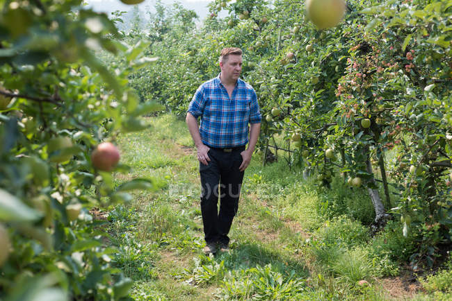 Чоловік дивиться на фруктові рослини в зеленому саду — стокове фото