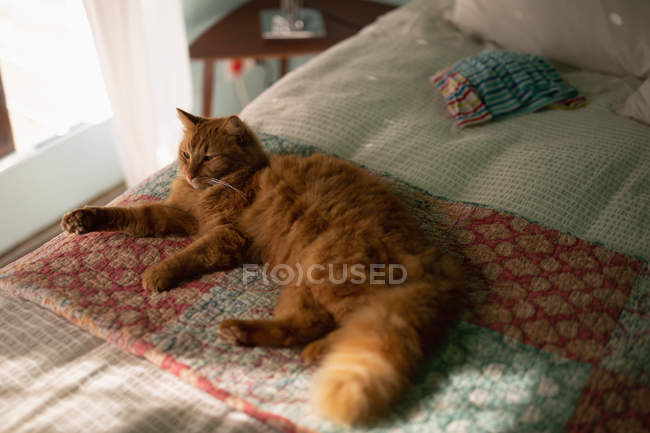 Cat lying in bed at home — Stock Photo