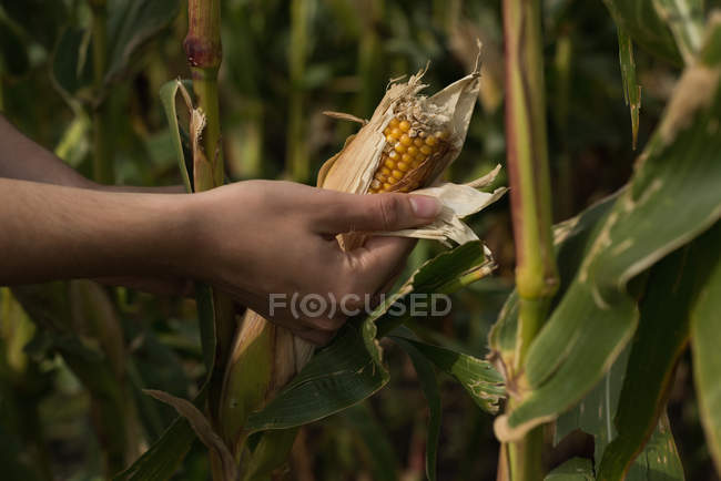 Gros plan de la femme qui regarde du maïs dans le champ de maïs — Photo de stock